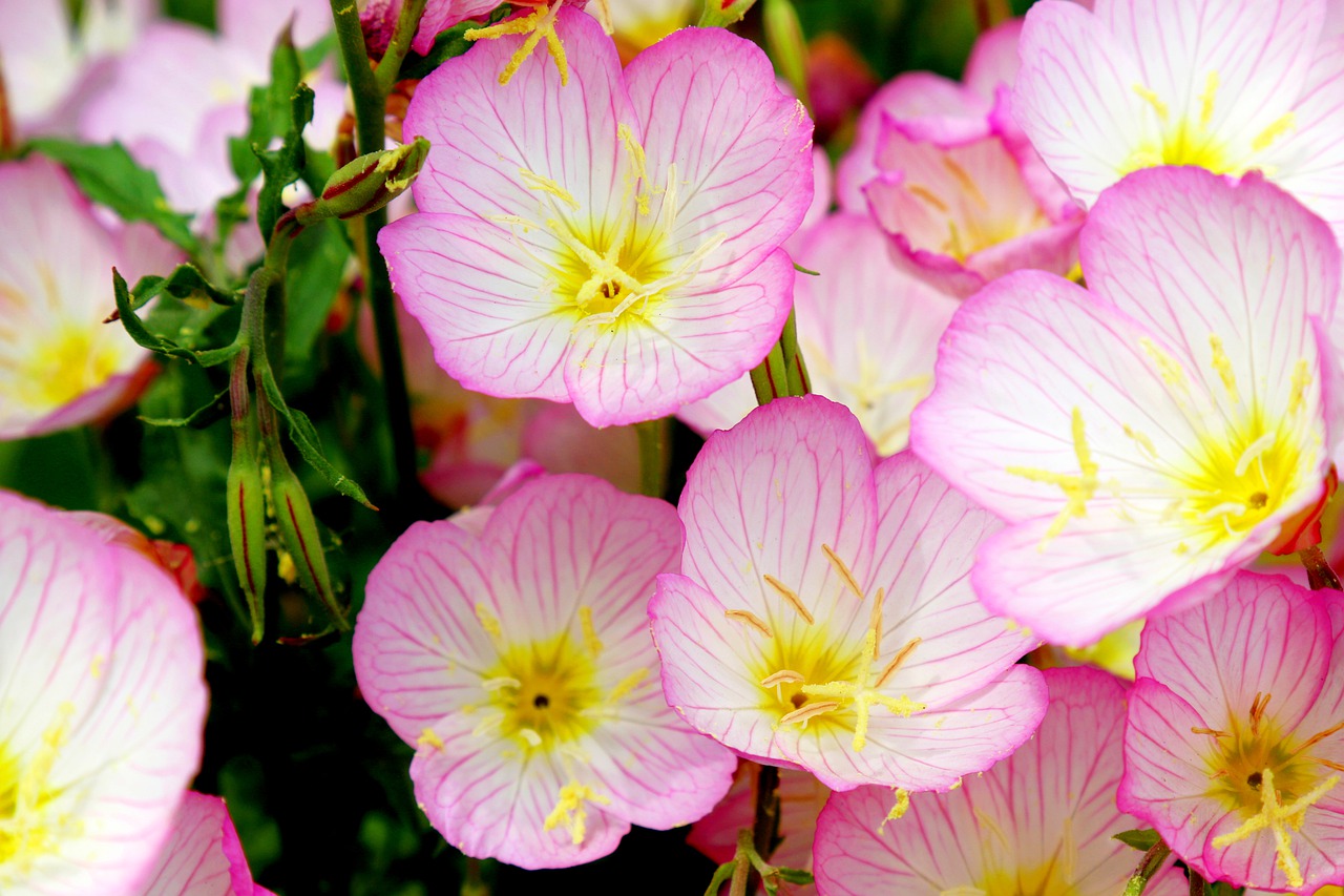 oenothera speciosa